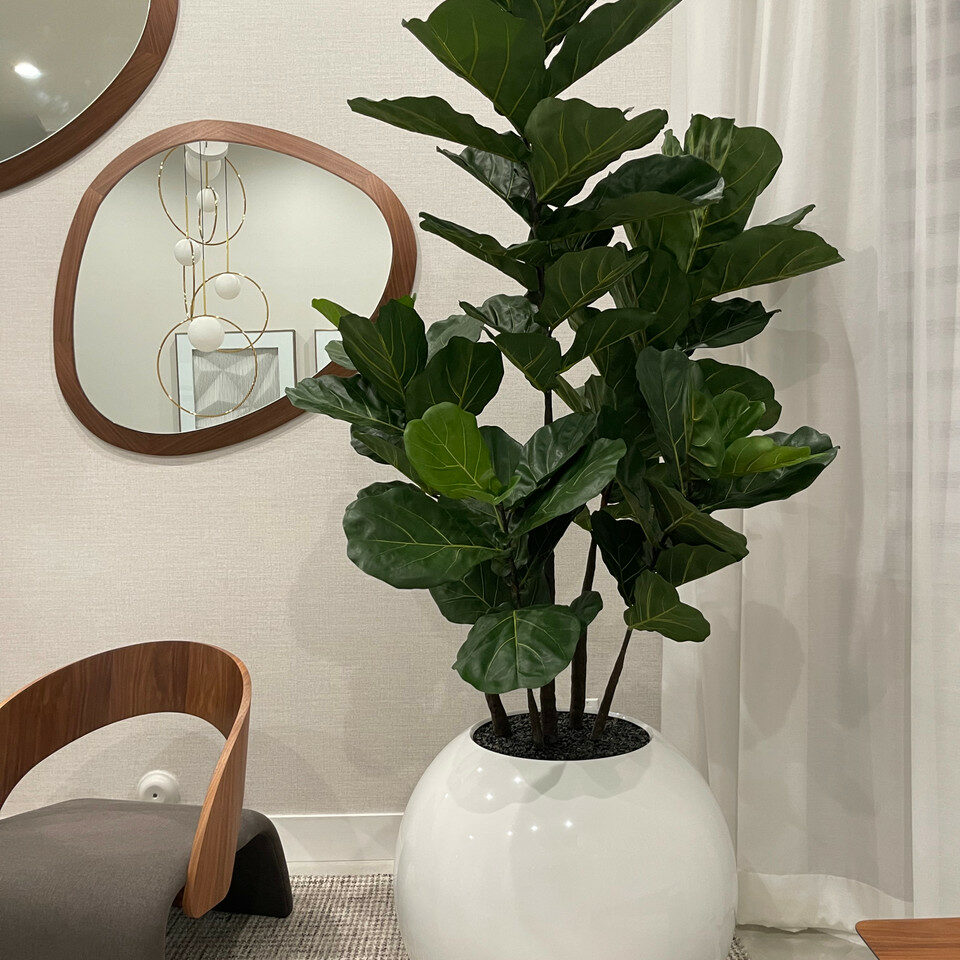 Weiße Kugelvase mit Geigenfeige – 180 cm