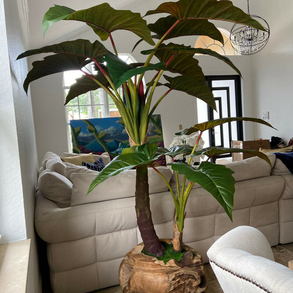 Große Teakholzschale mit Alocasia-Pflanze