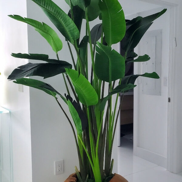 Große Vase aus Teakholz mit prächtiger Strelitzie (Strelitzie)