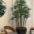Lady-Palme im schwarzen Terragona-Pflanzgefäß